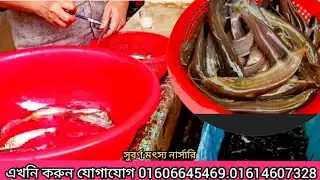 দেশি শিং, মাগুর,নোনা ট্যাংরা, পাবদা, গুলসা, কৈ,তেলাপিয়া, চিতল, শোল, সহ ক্যাটফিস জাতীয় সকল পোনা পাবেন