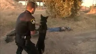 Cops Tv show Sacramento county California. Police chase motorcyclist bitten by dog. (2010).
