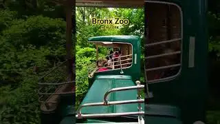 Bronx Zoo in NEW YORK CITY it is amazing place for kid #newyork #newyorkcity #bronxzoo