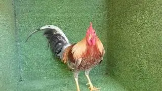 Me gusta este color de pluma