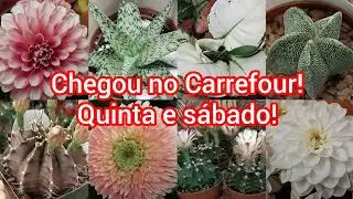 Muitas #plantas lindas! #viralyoutubevideo #flores #viral #viralvideo#amigos#casa#cactus #suculentas