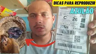 Reprodução de AZULÃO pode ser fácil se você seguir as dicas à risca