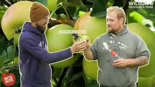 Harrison Cider Apples | Bite Size