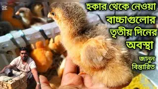 হকার থেকে বাচ্চা কেনার পর তৃতীয় দিনের অবস্থা Third day condition after buying baby from hawker