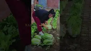 Самый странный способ выращивать овощи, который реально эффективен.