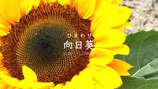 ひまわり 夏 #shorts