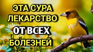 💖✨ АЛЛАХ дает ИСЦЕЛЕНИЕ МНОГИМ БОЛЕЗНЯМ.✨🤲💯