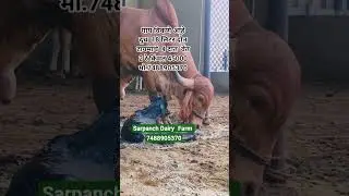 Gir Cow For Sale 📞7488905370 #gircow #sahiwal #hfcow #cow #buffalo #dairyfarm #viral #video #shorts
