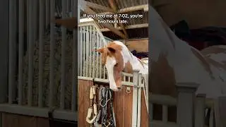 Horse math🐴 #horse #equestrian #youtubeshorts #explore #like #subscribe #horseenthusiast