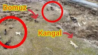 AZILI DOMUZ KEŞE SALDIRDI ~KÖPEKLER EKİP OLUP DOMUZLARA KURT TAKTİĞİ YAPTI BARUT İLK İCRAATINI YAPTI