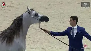 N 155 ABSIM AL REMAS   Al Shiraa Arabian Horse Show 2025   Colts 2 Years Old   Section A Class 6A