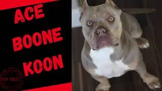 American Bully-Lilac Tri- Lilac American Bully-Beginner American Bully Camp