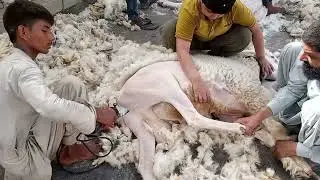 Dhumba Hair Cutting | Liyaqatabad Bakra Mandi | Animals Hair Cutting |💯😱
