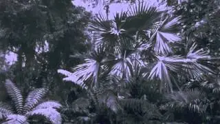 Temperate House: A brief illustrated history.m4v