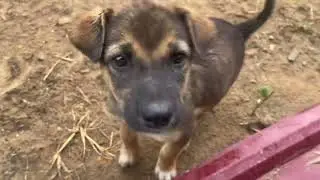 From Tiny Paws to Strong Hearts &mdash; The Growth Journey of My Beloved Puppies 🐾❤️