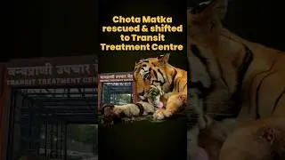 Chota Matka(T-126) rescued & shifted to Transit Treatment Centre.#ChotaMatka #tadoba #tigernews