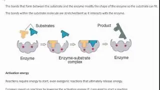 How enzymes work