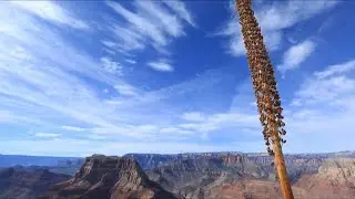 Uranium being mined near the Grand Canyon as prices soar and the US pushes for more nuclear power