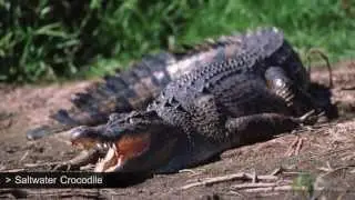 Most Dangerous Animals on Earth - Pangea Guides