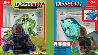 Dissect IT, Really cool and Fun Toy for Kids!