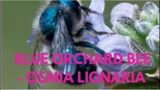 Blue Orchard Bee - Osmia Lignaria