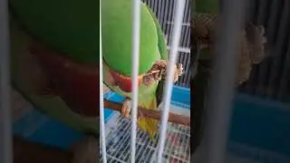 Alexandrine parrot eating chicken bone. Александрийский попугай поедает кость #поучительныеистории