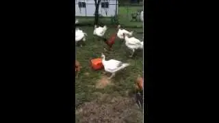Rooster fighting Turkeys