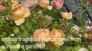 Create your own English garden with Kate Roses.