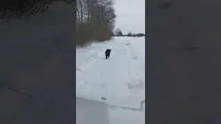 h&uuml;tehunde gehen spazieren