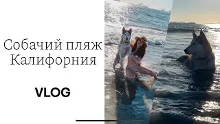 Dog Beach - Rosie's Beach | Long Beach | VLOG