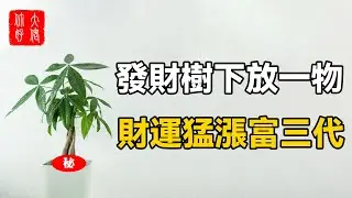 發財樹下擺一物，財運猛漲富三代，旺財旺到人羨慕！#大佬你好啊