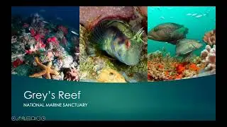 Grey's Reef Presentation