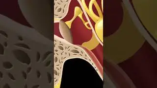 Объяснение жидкости в среднем ухе #Shorts