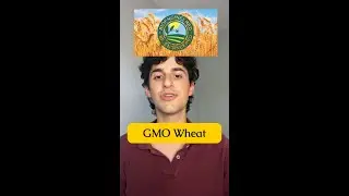 Growing GMO Wheat