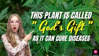 Chaya Leaves -This Plant Is Called &ldquo;GOD&rsquo;S GIFT&rdquo; As It Can CURE DISEASES! | #medicinalplants #herbs