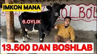 🛑SIZ IZLAGAN SIGIRLARNI‼️NARXLARINI ARZON QILIB YUBORDI ALMARDON ARZONCHi