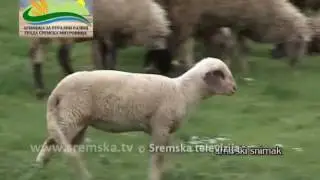 Reportaza Lezimir