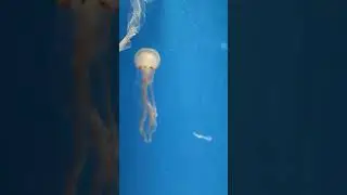 Relaxing Underwater Sea Life with Calming Music 21