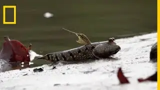 Le périophtalme : le poisson grenouille