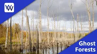 Ghost Forests | WPBS Weekly: Inside the Stories