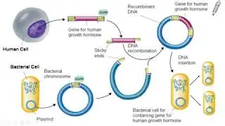 Gene Splicing & Recombinant DNA