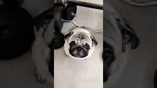 CUTE PUG THINKING ABOUT HIS FITNESS || 😍 #shorts #pugpuppy #puglover #pugnation #pugs#doglover