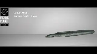 Fishing Planet - Sander Baggersee Lake - Trophy - European Eel - Feeder