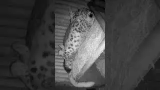 Snuggling up on these cold  winter nights&hellip;😍🥰🐾#snowleopard #snowleopards #snowjoke #shorts