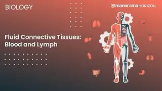 Fluid Connective Tissues: Blood and Lymph