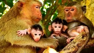 Poor Barbi So Angry Julina On Him, All So Amazing Baby Monkeys Lovely!