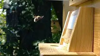 Bombus distinguendus - workers on the flap 2023