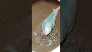 Budgies bird breeding progress❤❤#budgiesbreeding #budgienation #parrot #birds #budgiefam #petbreed