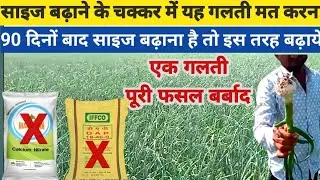 90 दिनो बाद लहसुन मे यह गलती मत करना। लहसुन का साइज कैसे बढ़ाए। लहसुन की साइज बढ़ाने वाली दवा। लहसुन