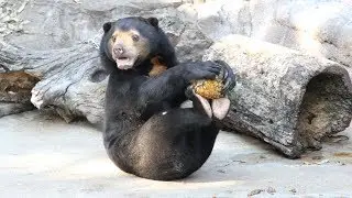 マレーグマに果物のプレゼント　天王寺動物園